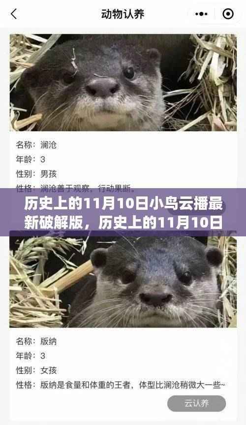 历史上的11月10日,小鸟云播最新破解版探秘及其违法犯罪问题解析