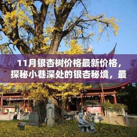 探秘银杏秘境,最新银杏树价格揭秘