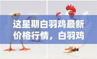 白羽鸡最新价格行情及变化学习,成就自信与成就感的翅膀舞展示