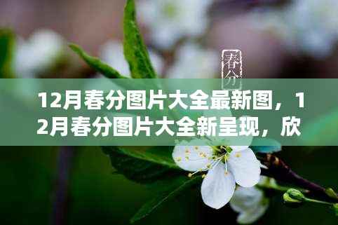 12月春分图片大全新呈现，欣赏季节之美的瞬间