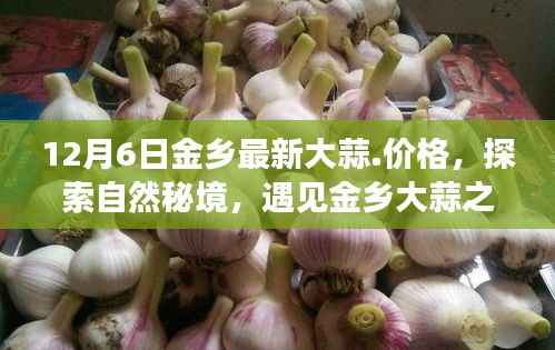 金乡大蒜最新行情揭秘,探索秘境之旅,遇见大蒜之乡,心灵平静之旅开启