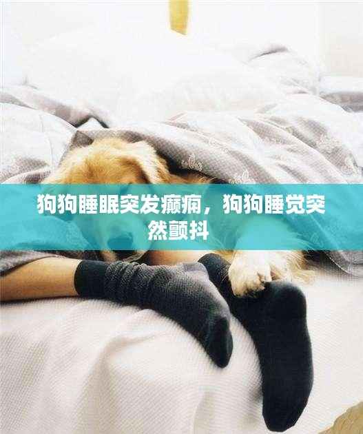 狗狗睡眠突发癫痫，狗狗睡觉突然颤抖 