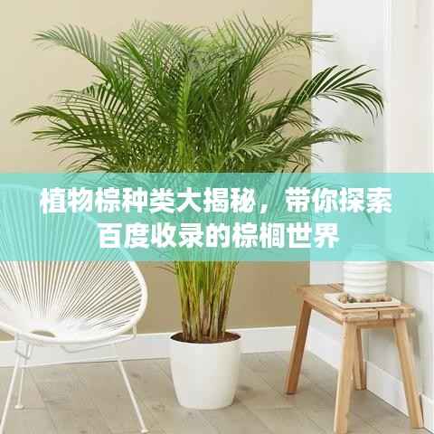 植物棕种类大揭秘，带你探索百度收录的棕榈世界