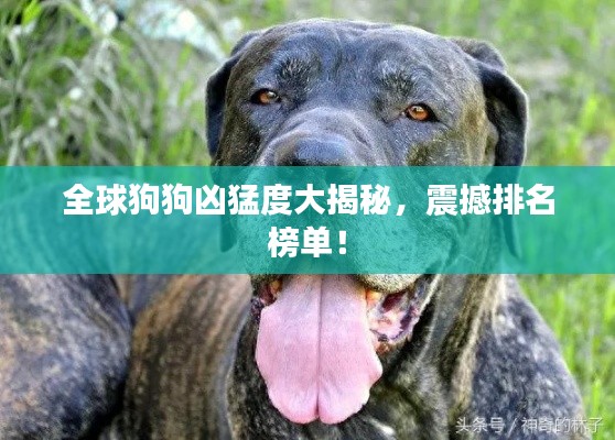 全球狗狗凶猛度大揭秘，震撼排名榜单！