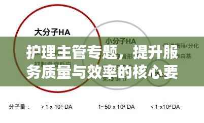 护理主管专题,提升服务质量与效率的核心要素解析