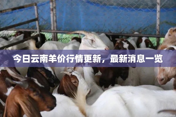 今日云南羊价行情更新,最新消息一览