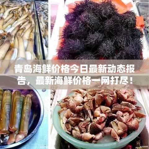 青岛海鲜价格今日最新动态报告,最新海鲜价格一网打尽!