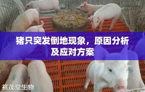 猪只突发倒地现象，原因分析及应对方案