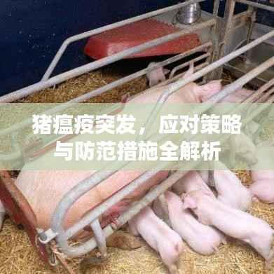 猪瘟疫突发,应对策略与防范措施全解析